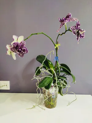 Орхидея интрига - 78 фото