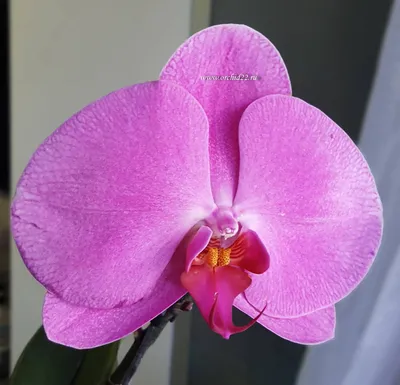 Цветение моих орхидей. | Цветы Татьяны | Дзен