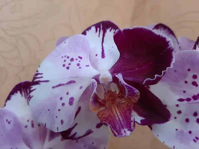 Загадочная интрига достойна... - Орхидеи продажа Цветочек | Facebook