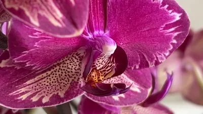Купить Фаленопсис (орхидея) мультифлора 12*50 3 ствола Intriga (OTM  Orchids) оптом | Paeonia