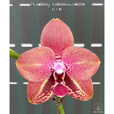 орхидея Sacramento - купить с доставкой онлайн | VIAFLOR