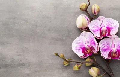 Орхидея Phal. Miki Gorgeous бабочка - купить, доставка Украина