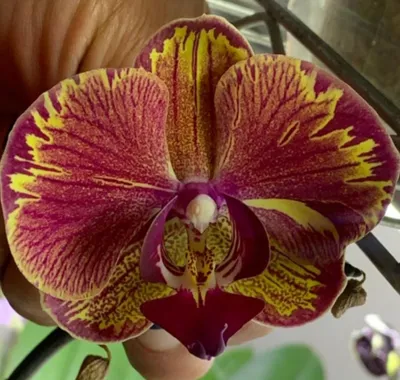 Орхидея фаленопсис интрига - 68 фото