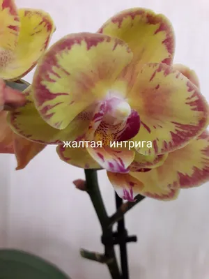 Орхидея Phal. SKB Black Lace - купить, доставка Украина