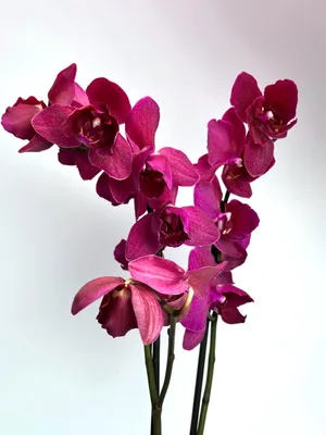 Орхидея в горшке \"Фиолетовая\" купить в Новосибирске за 2,000 руб. – Низкая  цена и быстрая доставка | Заказать в интернет-магазине \"Love Flowers\"