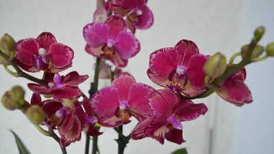 Орхидея Азиатская интрига . – купить в Мытищах, цена 800 руб., продано 28  ноября 2019 – Растения и семена