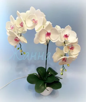 Орхидея в кашпо. | Орхидея, Гигантские цветы, Большие цветы