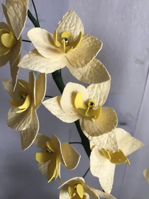 цветы из изолона и фоамирана - Орхидея сорта Синголо. Сделана из фоамирана  диаметр цветка 14.5 см.. Кто желает приобрести такую красотку пишите в  директ. | Facebook