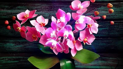 Орхидея из изолона | Plants, Anime, Garden