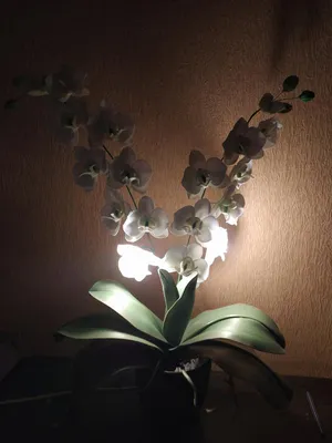 Орхидея декоративная МИНИ, искусственные цветы, цвет Зеленый, 5 голов,  высота 30 см, 1 шт. – купить в Казани | «С Нежностью»
