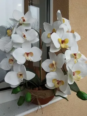 Желтая орхидея фаленопсис (35 фото) - 35 фото