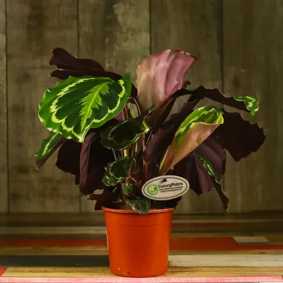 Калатея Фредди, Calathea Freddie купить в Москве - MAGICORCHID