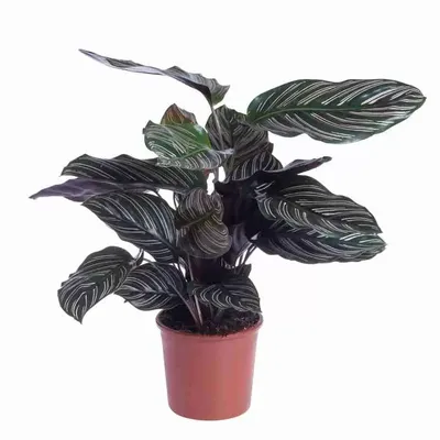 Калатея розеопикта Сильвия, Рози, Calathea roseopicta Silvia, Roze купить в  Москве - MAGICORCHID