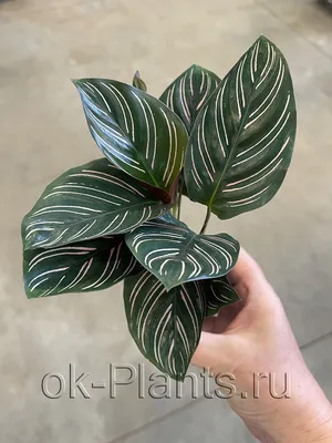 Calathea Fusion Yellow Ø 14 cm h-40 cm - Орхидеи, орхидеи уход субстратов,  Oрхидариумы