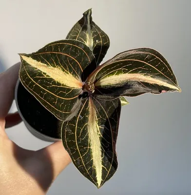 Калатея Фасциата (Calathea Fasciata)