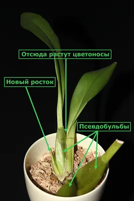 Уход за орхидеей Aliceara. CAMBRIA. КАМБРИЯ. Уход за Камбрией.