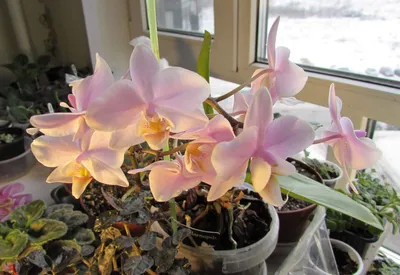 Орхидея фаленопсис розовая, 2 цветоноса (лат. Orchidaceae Phalaenopsis), d  12 | Flowers Valley