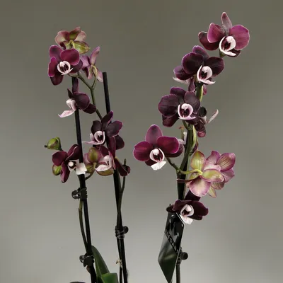 Орхидея каода фото