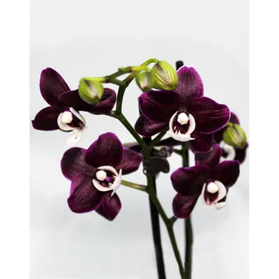 Купить орхидею Kaoda в Киеве. Черная орхидея с доставкой по Украине