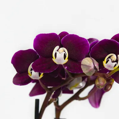 Орхидея Каода купить в интернет-магазине