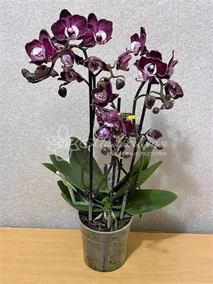 Купить Орхидея Каода в Lechuza puro color в Москве и Спб!
