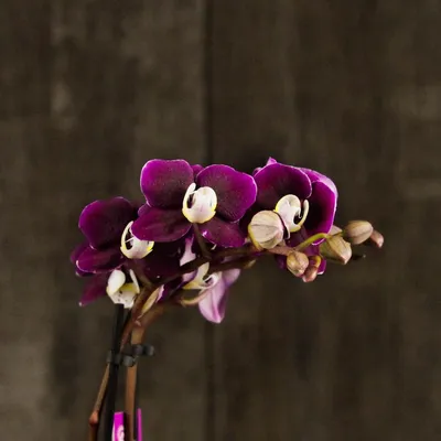 Орхидея мультифлора Каода | Купить в Москве в интернет-магазине