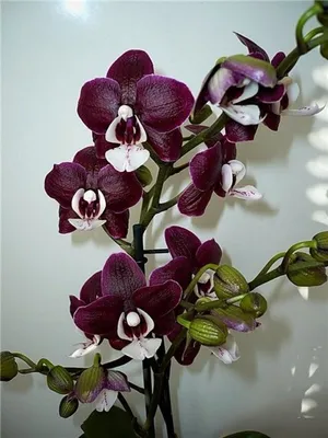 Купить черную Орхидею Каода