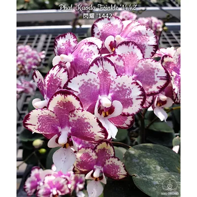 Правила выращивания орхидеи Каода | VseOlady.ru | Дзен