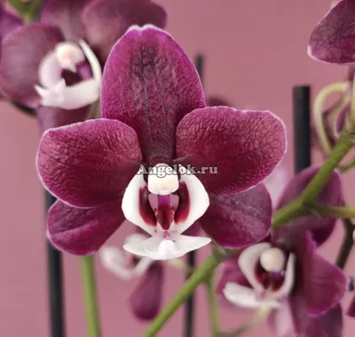Орхидея Phal. Kaoda Twinkle 1442 - купить, доставка Украина
