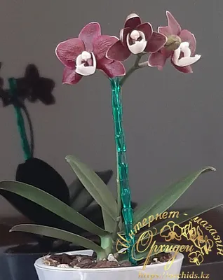 Фаленопсис Каода Твинкл (Phalaenopsis Kaoda Twinkle) Тайвань — купить в  интернет-магазине Ангелок