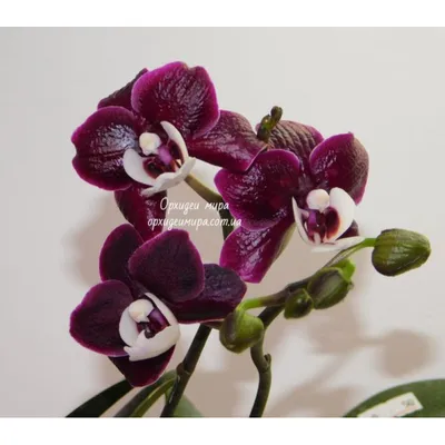 Купить орхидею Фаленопсис Каода (Kaoda) с доставкой по Украине.