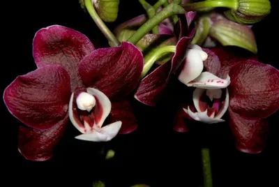 Черная орхидея Каода Твинкл купить