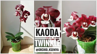 Орхидея Каода: описание, фото, сорта нового гибрида, а также особенности  цветения, пересадки, размножения и правила ухода в домашних условиях |  Jardinería
