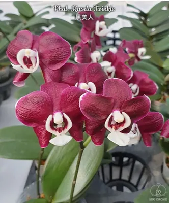 Phal. Kaoda Twinkle (орхидея фаленопсис Каода Твинкл) домашнее цветение -  YouTube