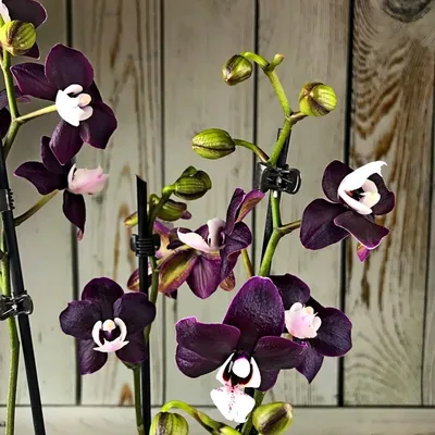 Орхидея Phal. Kaoda Twinkle ароматная орхидея Каода: 485 грн. - Комнатные  растения Киев на Olx