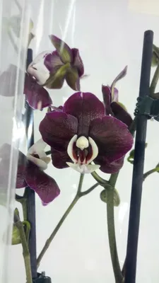 Фаленопсис Каода Твинкл (Phalaenopsis Kaoda Twinkle 'Chocolate Drops') —  купить в интернет-магазине Ангелок