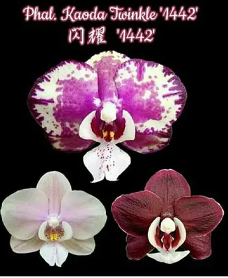 Каода твинкл, редкая орхидея: 2 000 грн. - Комнатные растения Киев на Olx