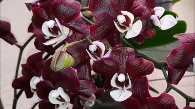 Уникальная орхидея Коада. Особенности выращивания | Идеальный огород | Дзен