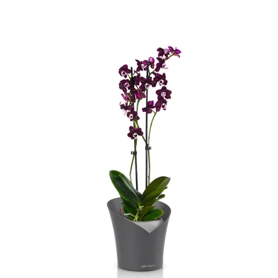 Орхидея Phal. Kaoda Twinkle 3083 - купить, доставка Украина
