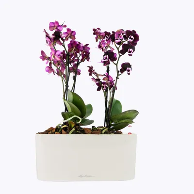 Орхидея фаленопсис каода Lechuza купить