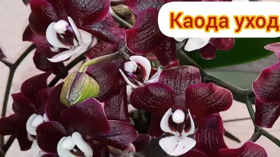 Орхидея каода купить с доставкой