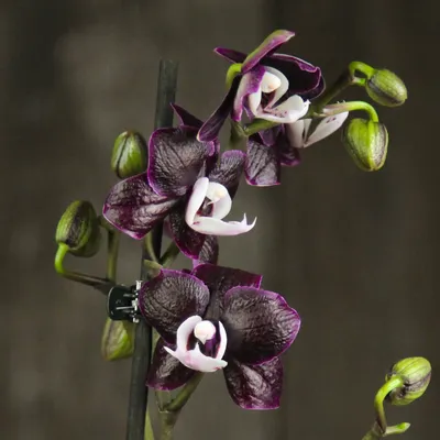 Чёрная Орхидея Каода (Kaoda) Твинкл — купить в интернет-магазине по низкой  цене на Яндекс Маркете