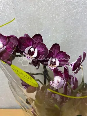 Орхидеи : Чёрная Орхидея Kaoda Twinkle Black