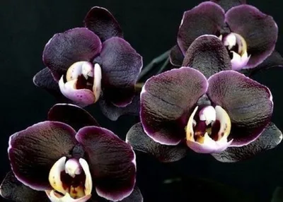 Фаленопсис Каода Нью (Phalaenopsis Kaoda new) — купить в интернет-магазине  Ангелок