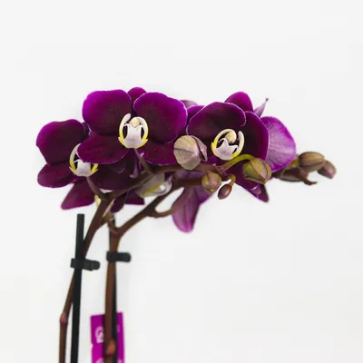 Орхидея редкая Kaoda Twinkle / КАОДА: 2 000 грн. - Комнатные растения Киев  на Olx