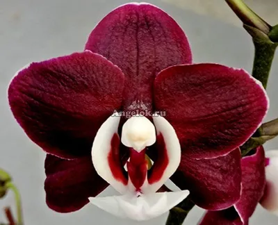 Фаленопсис Каода Твинкл (Phalaenopsis Kaoda Twinkle) Тайвань — купить в  интернет-магазине Ангелок