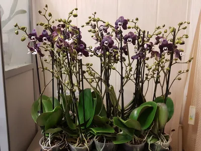 Орхидея мультифлора Каода | Купить в Москве в интернет-магазине