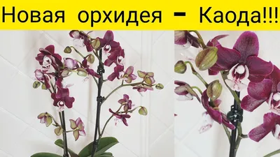 LuxuryPlants - Орхидея фаленопсис каода твинкл (kaoda... | Facebook