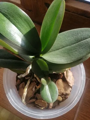 Орхидея Phal. Kaoda Twinkle 362 - купить, доставка Украина