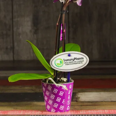 Орхидея Каода - 62 фото